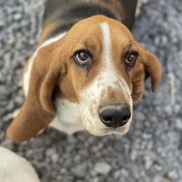 Penny - Basset Hound