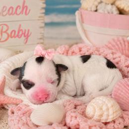 Coral - Liver and white female Shihpoo puppy in Hertford, North Carolina from Heaven Sent Shihpoo's