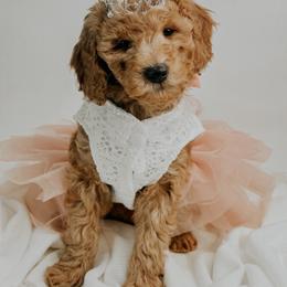 Cupid - Red  female Goldendoodle puppy in Otisville, Michigan from Danie’s Darling Doodles LLC