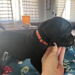 Cane Corso Puppies from Ragnarok kennels