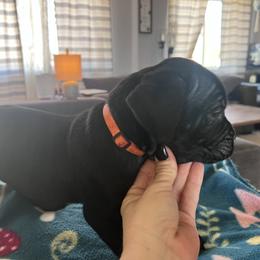 Cane Corso Puppies from Ragnarok kennels
