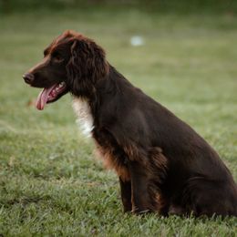Rowdy - English Cocker Spaniel