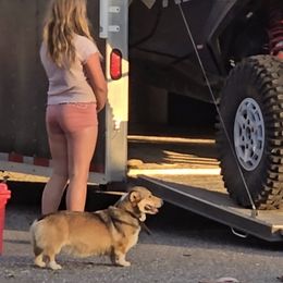 Pembroke Welsh Corgi Puppies from Triple M Ranch Corgi's