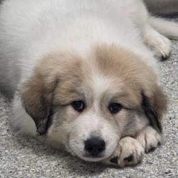 Leclerc (Claire) - White and badger female Great Pyrenees puppy in San Diego, California from McCarthy Ranchette LLC