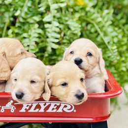 Dachshund Puppies from Lala’s Pups