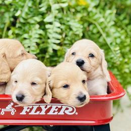 Dachshund Puppies from Lala’s Pups