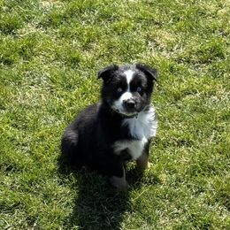 Green collar - Black tri-color Australian Shepherd puppy in Ogden, Utah from Rafter H Aussies