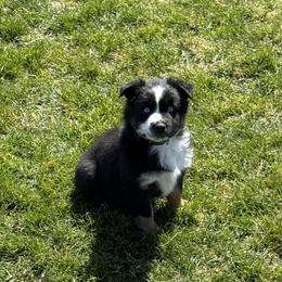 Green collar - Black tri-color Australian Shepherd puppy in Ogden, Utah from Rafter H Aussies