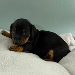 Shadow (CKC) - Black and tan male Dachshund puppy in Live Oak, Florida from Johnson’s Weiner Farm