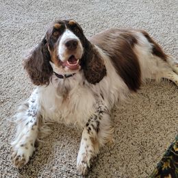 Queenie - English Springer Spaniel