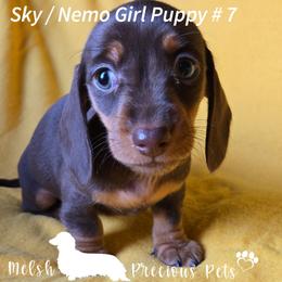 Sky and Nemo Puppy 7 - Chocolate and tan female Dachshund puppy in Anamosa, Iowa from Melsh Precious Pets