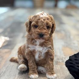 Jingles - Apricot female Goldendoodle puppy in Nortonville, Kentucky from Deb’s KY Doodles