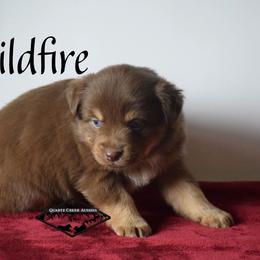 Wildfire - Red tri female Miniature Australian Shepherd puppy in Cody, Wyoming from Quartz Creek Aussies