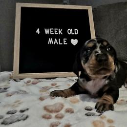 Dachshund Puppies from Blue Ridge Weenies