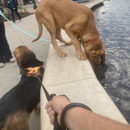 Basset Hound and Bloodhound Puppies from Beaver Creek Kennels