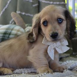 Oak - Dapple male Dachshund puppy in Wakarusa, Indiana from PuppyLove Dachshunds