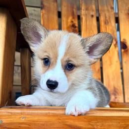 Kai - Sable male Pembroke Welsh Corgi puppy in El Dorado Springs, Missouri from Trixie Dixie
