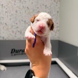 Oki Purple Collar Girl - Blenheim female Cavapoo puppy in Pleasant Grove, Utah from Destination Doodles