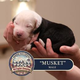 Musket - Gray and white male Old English Sheepdog puppy in Cleveland, Tennessee from Narrow Path Old English & Sheepadoodles