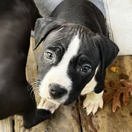Girl 3 - American Staffordshire Terrier puppy in Spring Grove, Virginia from Lizera Bulldogs and AmStaffs