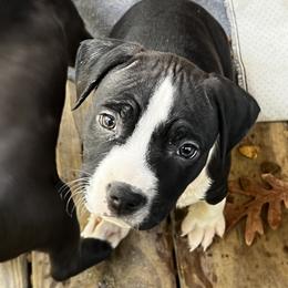 Girl 3 - American Staffordshire Terrier puppy in Spring Grove, Virginia from Lizera Bulldogs and AmStaffs