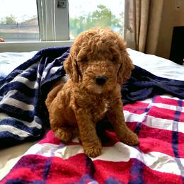 Goldendoodle Puppies from Teddy Gram Goldendoodles
