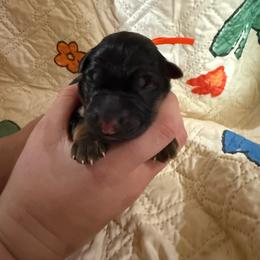 Orange - Black and red male German Shepherd puppy in Hillsboro, Indiana from Salty Raccoon Ranch German Shepherds