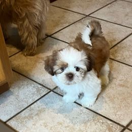 T-Rex - Gold and white male Shih Tzu puppy in Springfield, Oregon from Oregon Shih Tzu