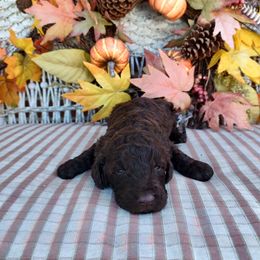 Poodle Puppies from Bettna poodle and doodles