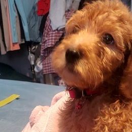 Goldendoodles and Yorkshire Terriers from Mathiasons Little Barkers