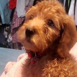 Goldendoodles and Yorkshire Terriers from Mathiasons Little Barkers