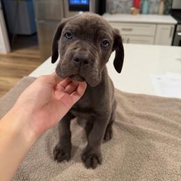 Solid Gray Male 1 - Gray male Cane Corso puppy in Knoxville, Tennessee from Crowned Corso