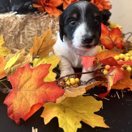 Girl 3 - Black and tan Dachshund puppy in Missoula, Montana from Rocky Mountain Dachshunds