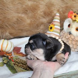 Bulldog and French Bulldog Puppies from Over the Mhoon Bullies & Royal Frenchies
