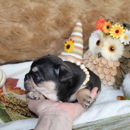 Bulldog and French Bulldog Puppies from Over the Mhoon Bullies & Royal Frenchies