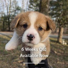 Nova - Red and white female American Corgi puppy in Centerville, Tennessee from Katerina's American Corgis