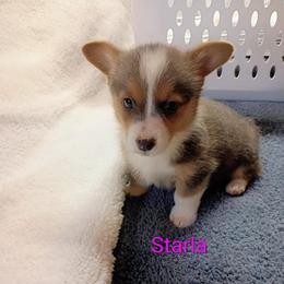 Starla AKC registered - Blue female Pembroke Welsh Corgi puppy in Montgomery County, Tennessee from Anita’s little Corgi Haven