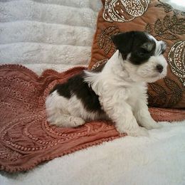 Peter - Parti male Miniature Schnauzer puppy in Yorktown, Texas from Snanzzy Minature Schnauzers