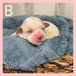 Boy 2 - Blenheim male Cavachon puppy in Smoot, Wyoming from Designer Mountain Mutts