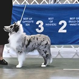 Aspen - White blue merle male Shetland Sheepdog puppy in Fenton, Michigan from Therese Walters