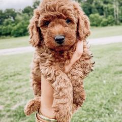 Lucy - Red  Goldendoodle puppy in Brodhead, Kentucky from Gentry Goldendoodles