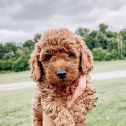 Lucy - Red  Goldendoodle puppy in Brodhead, Kentucky from Gentry Goldendoodles
