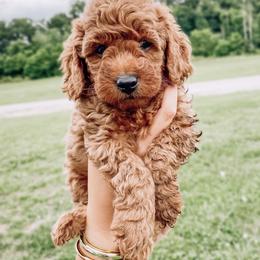 Lucy - Red  Goldendoodle puppy in Brodhead, Kentucky from Gentry Goldendoodles