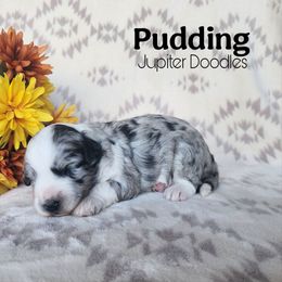 Pudding - Blue merle female Aussiedoodle puppy in Lake Bronson, Minnesota from Jupiter Doodles