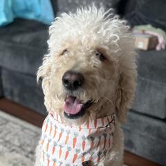 Ghost - Double Doodle