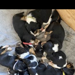 Basset Hound Puppies from Valley Bassets