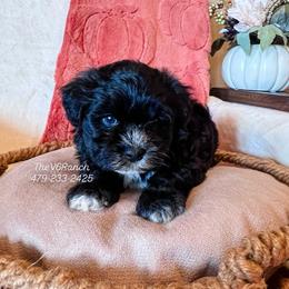 Miss Puff - Black and white female Shichon puppy in Sulphur Bluff, Texas from V6 Ranch Dogs