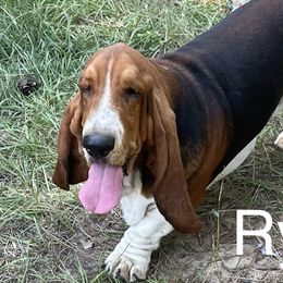 Ryder - Basset Hound
