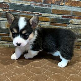 Girl 4 - Black and tan female Pembroke Welsh Corgi puppy in Visalia, California from VIP Stables