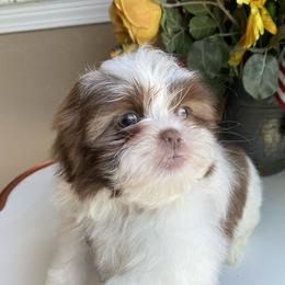 Boy 3 Gucci - Liver and white male Shih Tzu puppy in Troy, Michigan from "Shihtzu Best Friend"